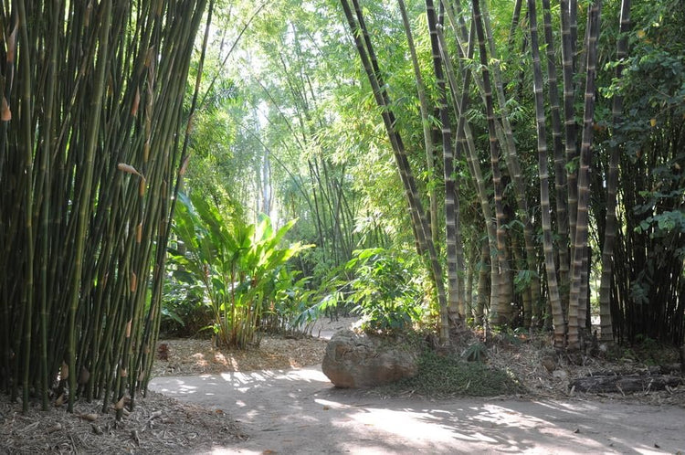 Black Bamboo | Dendrocalamus Asper Hitam | Live Plants | Exotic Tropical Decor | Fast Growing Privacy Screen | Unique & Hardy