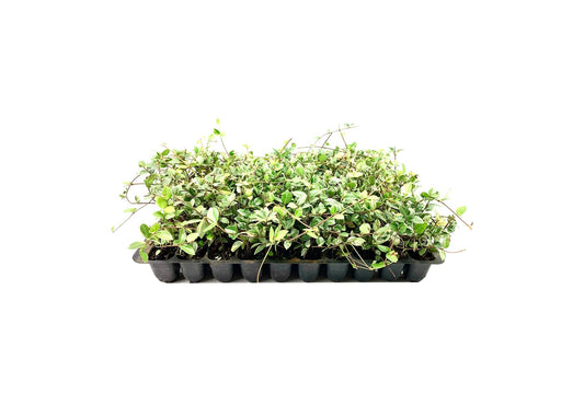 Variegated Asiatic Jasmine Minima | Live Plants | Easy-Grow Ground Cover | Lush, Trailing Green and White Foliage | Perfect for Gardens and Landscape Borders | Hardy Evergreen Plant