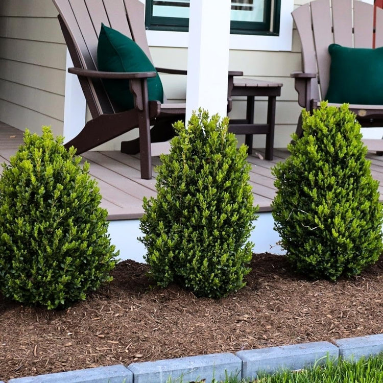 Green Mountain Boxwood | Live Gallon Size Plants | Elegant Pyramid-Shaped Evergreen, Ideal for Topiary & Landscaping, Cold-Hardy & Drought-Tolerant