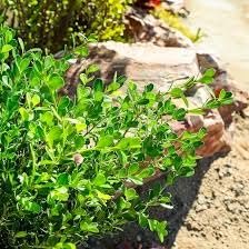 Japanese Boxwood | Extra Large Gallon Plants | Dense & Evergreen Shrub, Ideal for Elegant Hedges, Topiary, Borders, and Landscape Design, Hardy & Drought Tolerant