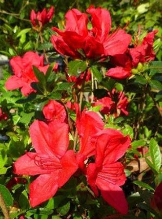 Azalea Coronado Red - Live Plants - Red Flowering Rhododendron Shrub