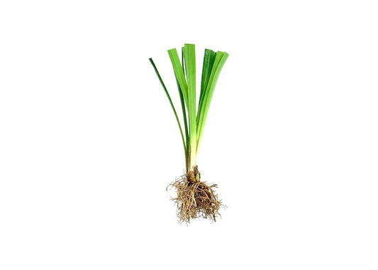 Super Blue Liriope Muscari | Live Bare Root Pips | Evergreen Plant Ground Cover Monkey Grass Lilyturf