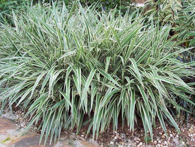 Flax Lily | Pack | Variegated Dianella Tasmanica Variegata | Evergreen Shade Loving Grass