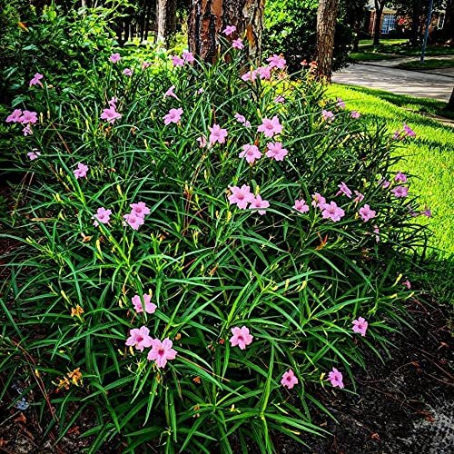 Pink Mexican Petunia | Live Plants | Ruellia Brittoniana | Drought Tolerant Low Maintenance Blooming Butterfly Bush