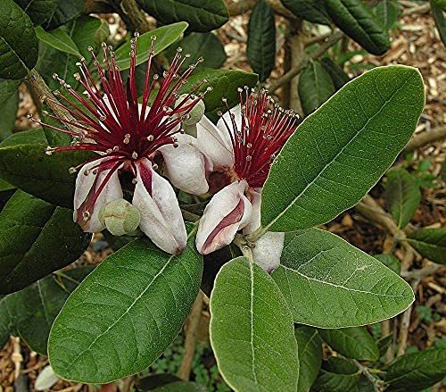 Pineapple Guava Plant - Live Inch Plants - Feijoa Sellowiana - Edible Flowers and Fruit