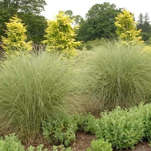 Maiden Grass Morning Light Plants | Live Seedlings | Miscanthus Sinensis | Perfect for Outdoor Landscaping | Hardy & Elegant Lush Ornamental Grass (1 Plant)