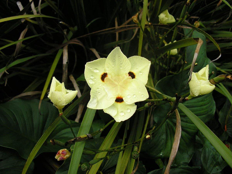 African Iris Yellow - Live Plants - Dietes Vegeta - Drought Tolerant Groundcover Grass