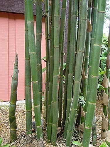 Oldhamii Bamboo | Live Plants | Bambusa Oldhamii | Privacy Screen Bamboo | Fast-Growing Garden Foliage | Tall Decorative Landscape Specimen