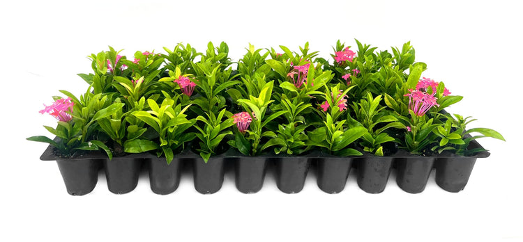 Ixora Dwarf Pink Taiwanensis | Live Plants | Ixora Chinensis | Perfect for Compact Spaces | Vibrant Tropical Blooms