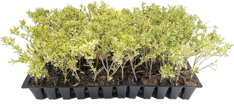 Ligustrum Variegated Sinense | Live Plants | Decorative Ornamental Garden Shrub | Vibrant Foliage for Landscaping and Outdoor Spaces