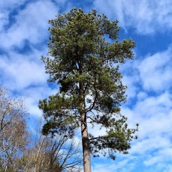 Loblolly Pine Tree Plants | Live Seedlings | Pinus Taeda | Fast-Growing Evergreen for Landscaping | Ideal Plants for Large Spaces