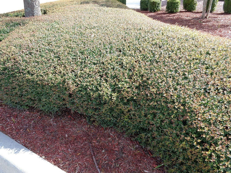 Dwarf Yaupon Holly | Ilex Schilling Stokes Vomitoria | Live Plants | Drought Tolerant Low Maintenance Evergreen Hedge