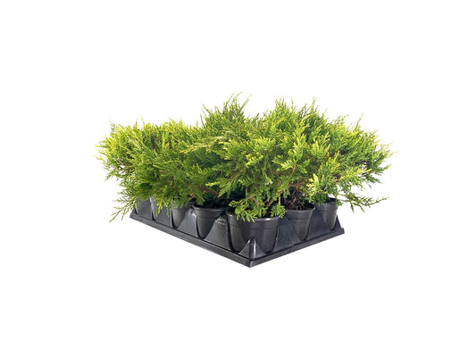 Old Gold Juniper - Live inch Pots - Juniperus Chinensis - Evergreen Cold Hardy Drought Tolerant Groundcover Plants