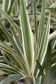 Flax Lily Dianella | Extra Large Gallon Plants | Dianella tasmanica | Hardy Perennial | Shade Tolerant