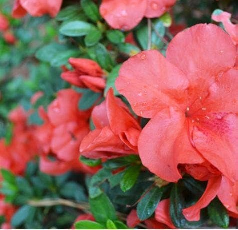 Azalea Coronado Red - Live Plants - Red Flowering Rhododendron Shrub