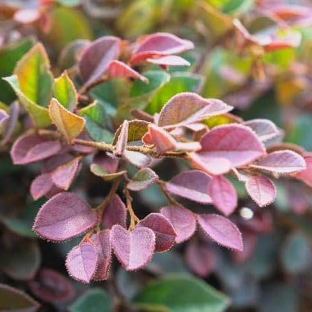 Loropetalum Daruma Compact Ruby I Live Plants I Chinese Fringe Flower I Vibrant Red Foliage and Pink Flowers, Low-Maintenance, Compact Shrub for Borders and Containers