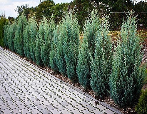 Moonglow Juniper | Live Gallon Size Trees | Juniperus Scopulorum | Drought Tolerant Evergreen Privacy Screening Plants