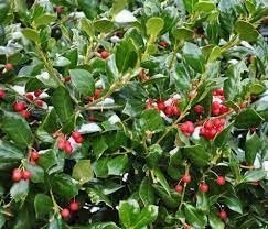 Dwarf Burfordi Holly Ilex | Extra Large Gallon Plants | Ilex cornuta 'Dwarf Burfordi' | Lush Evergreen Shrub | Ideal for Borders and Hedges