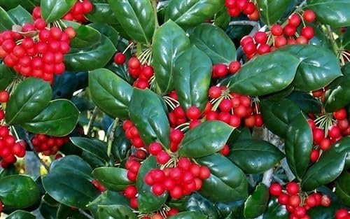 Dwarf Burfordi Holly Ilex | Extra Large 3 Gallon Plants | Ilex cornuta 'Dwarf Burfordi' | Lush Evergreen Shrub | Ideal for Borders and Hedges