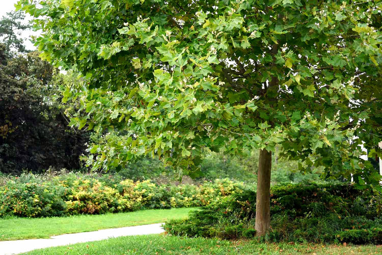 American Sycamore Tree | Live Plants | Platanus Occidentalis | Hardy, Fast-Growing, Shade Provider | Perfect for Landscaping and Outdoor Decor