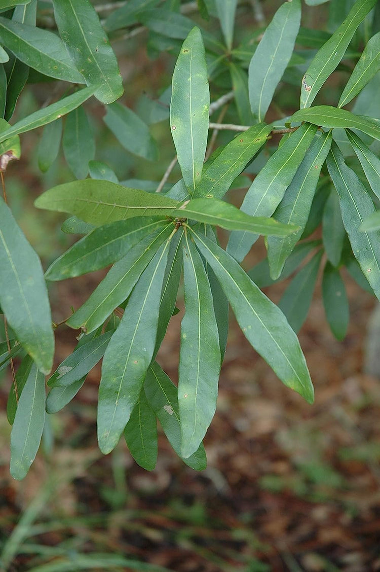 Laurel Oak Tree | Quercus Laurifolia Swamp Oak | Live Plants | Semi-Evergreen Deciduous Shade Tree