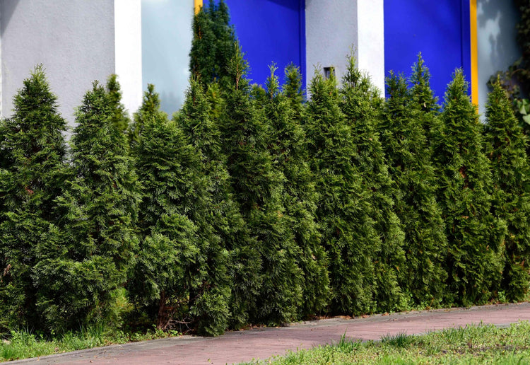 Blue Cone Arborvitae | Extra Large Gallon Plants | Elegant & Hardy Evergreen Shrub, Striking Blue Foliage, Ideal for Privacy Screens, Hedges, and Landscape Accents