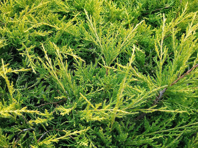 Saybrook Gold Juniper | Live Quart Size Plants | Juniperus Chinensis | Drought Tolerant Cold Hardy Evergreen Groundcover