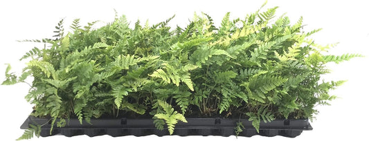 Autumn Fern Dryopteris Erythrosora | Live Plants | Lush Green Foliage | Easy to Grow | Perfect for Indoor and Outdoor Gardens | Vibrant Seasonal Color