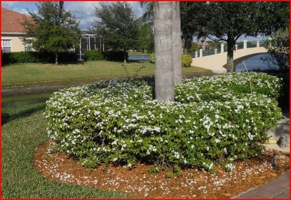 Downy Jasmine | Extra Large 3 Gallon Plant | Jasminum multiflorum | Fragrant Flowering Shrub | Ideal for Gardens and Patios