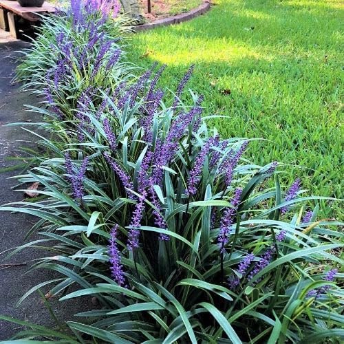 Super Blue Liriope Plants | Live 4 Inch Pots | Liriope Muscari | Ground Cover | Full Sun or Shade Tolerant