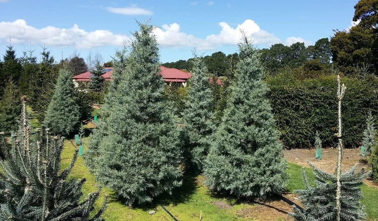 Arizona Blue Ice Cypress | Large Gallon Size Trees | Cupressus Plants | Beautiful Evergreen Low Maintenance Cold Hardy Privacy Screen