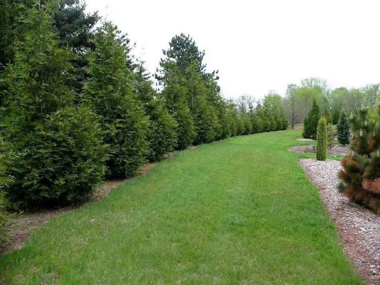 Thuja Arborvitae Green Giant - Live Quart Size Plants - Evergreen Privacy Trees