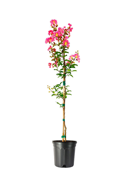 Crape Myrtle Tuscarora Plant | Large Gallon Size Pots | Lagerstroemia Indica | Ornamental Flowering Tree | Pink Blooms Garden Plants