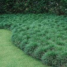 Mondo Grass | Live 4 Inch Pots | Ophiopogon Japonicus | Durable Ground Cover | Shade Tolerant Landscaping Plants