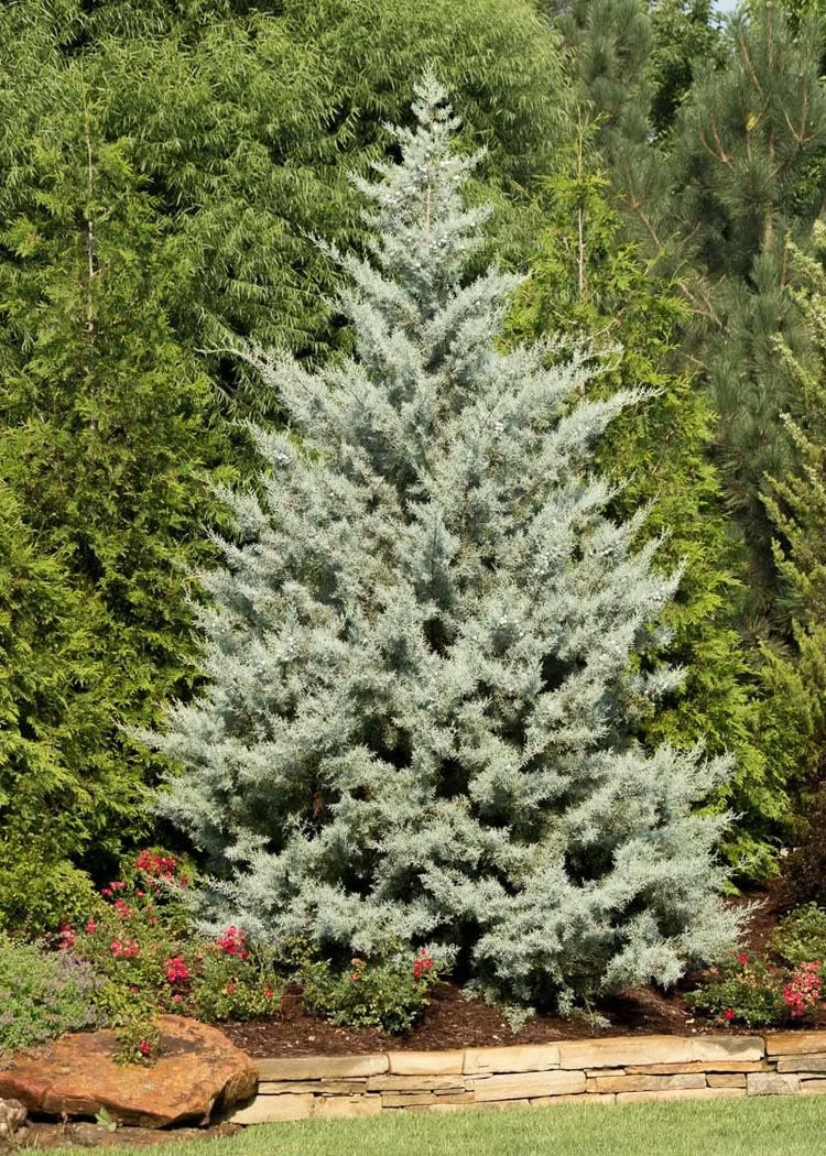 Arizona Blue Ice Cypress | Large Gallon Size Trees | Cupressus Plants | Beautiful Evergreen Low Maintenance Cold Hardy Privacy Screen