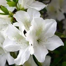 Azalea GG Gerbing | Extra Large Gallon Plants | Lush & Radiant White Blooms, Premium Quality, Hardy & Versatile, Ideal for Indoor/Outdoor Planting & Decor