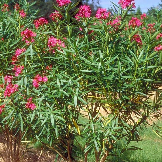 Oleander Calypso | Extra Large 3 Gallon Plants | Nerium Oleander | Hardy Perennial | Vibrant Pink Blooms