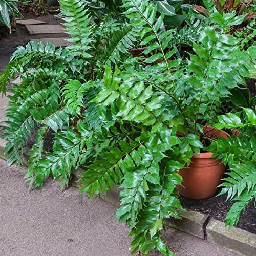 Japanese Holly Fern - Live Plants - Cyrtomium Falcatum Rochfordianum