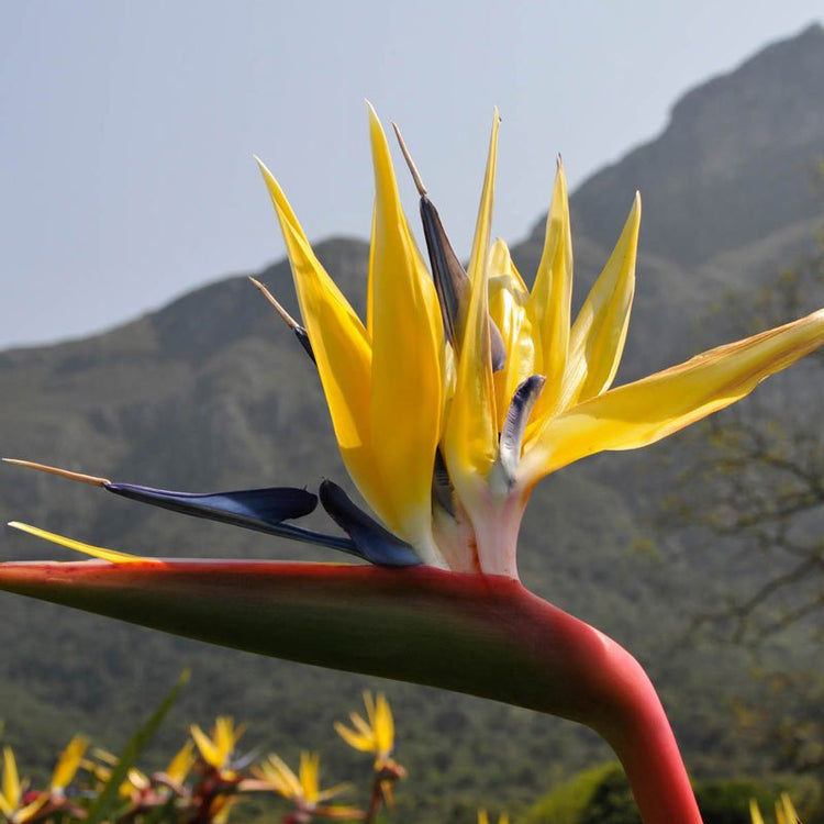 Yellow Bird of Paradise | Live Plants | Mandela's Gold | Strelitzia Reginae | Beautiful Rare Foliage Specimen