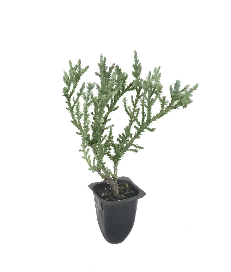 Juniper Angelica Blue - Live Plants - Juniperus Chinensis - Drought Tolerant Cold Hardy Evergreen