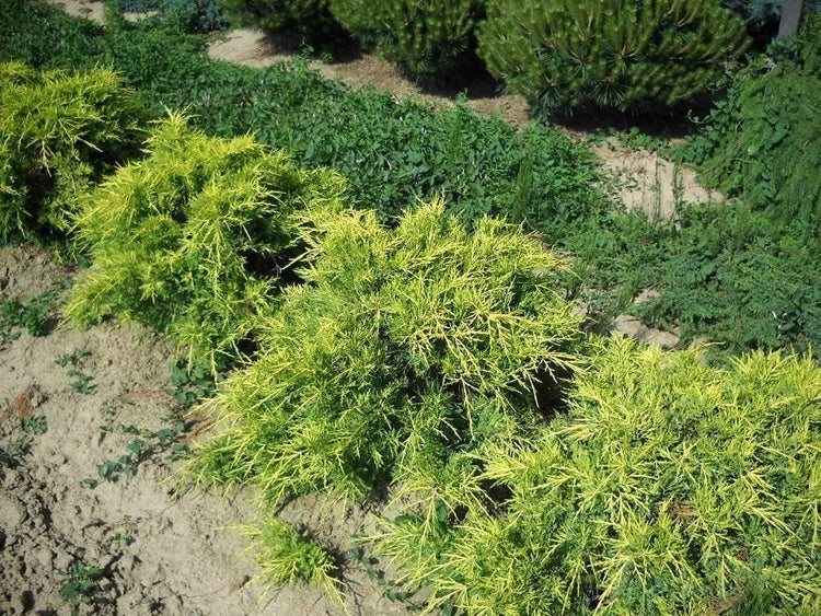 Saybrook Gold Juniper | Live Quart Size Plants | Juniperus Chinensis | Drought Tolerant Cold Hardy Evergreen Groundcover