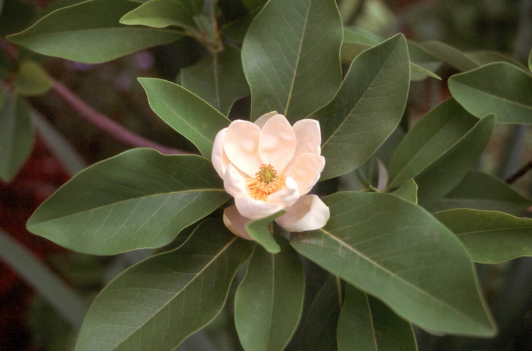 Sweet Bay Magnolia Tree | Magnolia Virginiana | Live Plants | Beautiful Ornamental Specimen