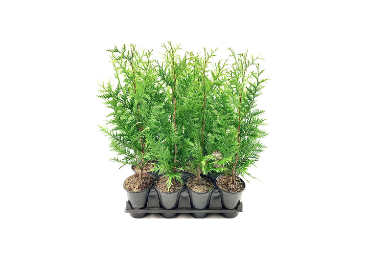 Thuja Arborvitae Green Giant - Live Quart Size Plants - Evergreen Privacy Trees