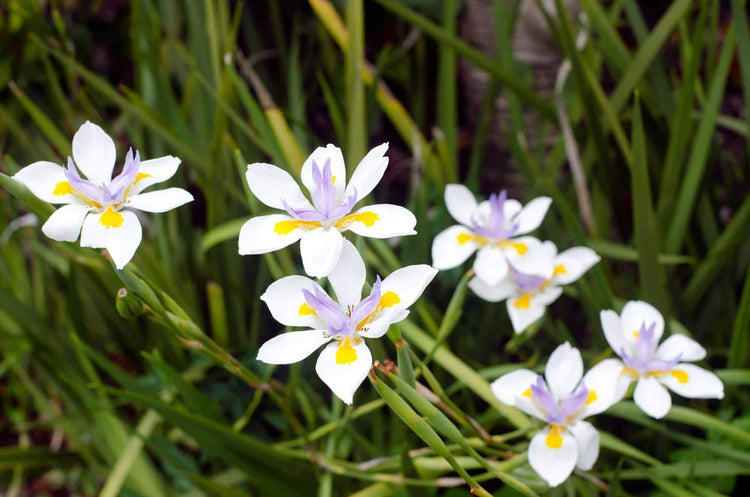 African Iris White - Live Plants - Dietes Iridioides - Drought Tolerant Groundcover Grass