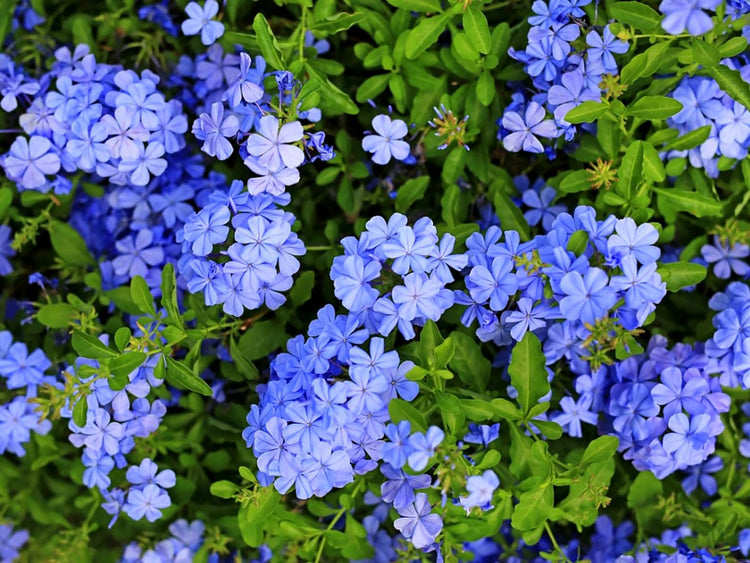 Plumbago Imperial Blue | Extra Large Gallon Plants | Plumbago auriculata | Flowering Shrub | Drought Tolerant