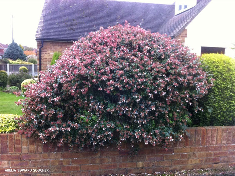 Abelia Grandiflora Edward Goucher | Large Gallon Size Plants | Flowering Butterfly Attracting Shrub