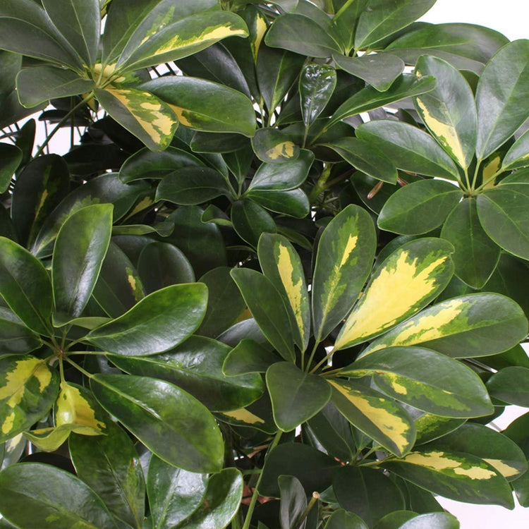 Umbrella Tree - 'Gold Capella' Live Braided Schefflera Arboricola - Florist Quality - Beautiful Indoor Tree - Feet Tall