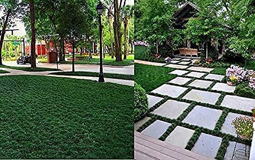 Dwarf Mondo Grass | 54 Count Flat of Large 4 Inch Pots | Ophiopogon Japonicus Nanus | Live Evergreen Shade Loving Groundcover