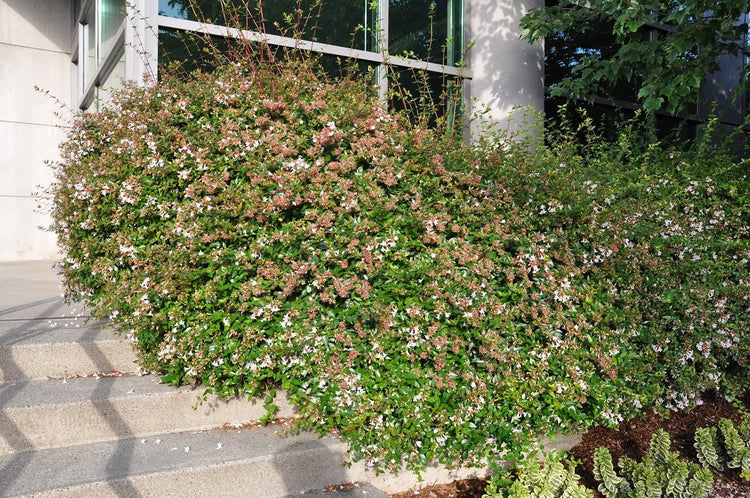 Abelia Grandiflora Edward Goucher | Large Gallon Size Plants | Flowering Butterfly Attracting Shrub