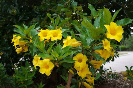 Yellow Flowering Allamanda Bush | Live Plants | Allamanda Schottii | Beautiful Indoor and Outdoor Blooming Shrub